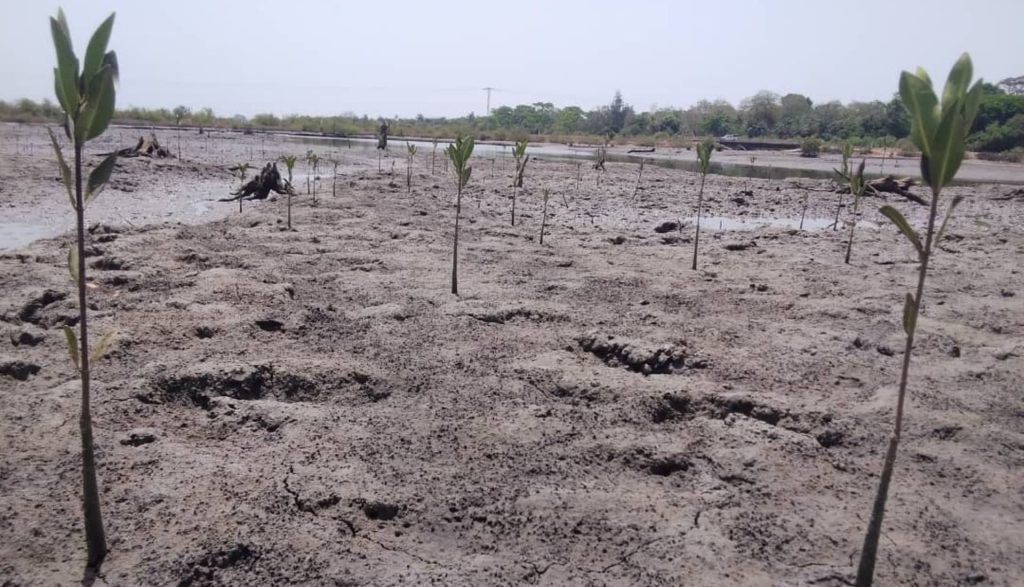 Aujourd’hui, l’endroit se transforme progressivement au fur et à mesure que les mangroves poussent.